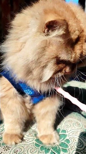 why do cat's 😺 win🏆 to snakes🐍#winner#cat#snake#catfacts #catshorts #cute #petcareprovider #kitten