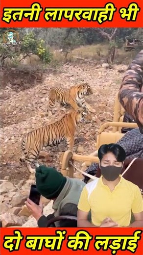 दो बाघों की लड़ाई देखने करीब जा पहुंचे पर्यटक दो बाघ आपस में लड़ते हुए दिखाई दे रहे हैं #tiger