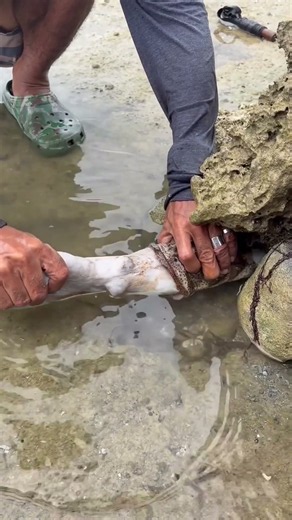 Pulling Huge Octopus Out of Rock Hole! #shorts #viral #fishing #animals