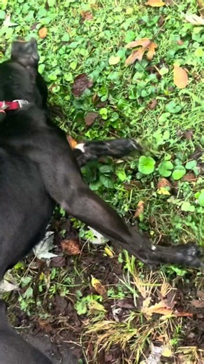 Asce wants that squirrel #viral #ace #americanpitbullterrier #canecorso #puppy