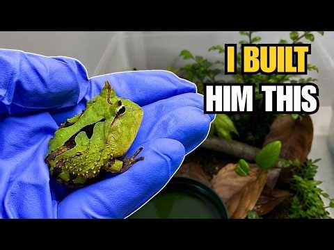 I Built a Bioactive Terrarium Out of a Storage Bin