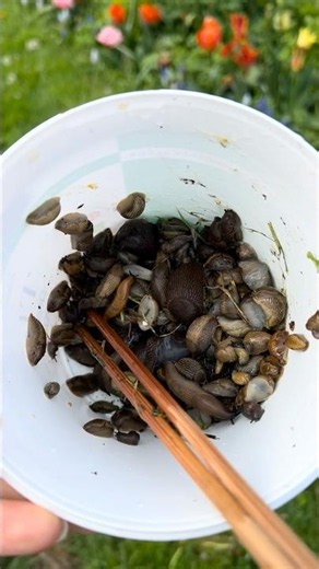 30 minute slug picking challenge #slugs #garden #challenge