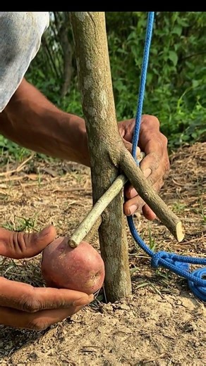 Primitive Trap Setup in the Wild 😱 Survival Skills You Must See!