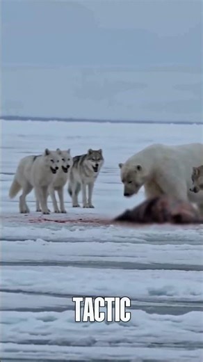 Brave Arctic Wolves Challenge a Giant Polar Bear! #wolves #polarbear #wildlife