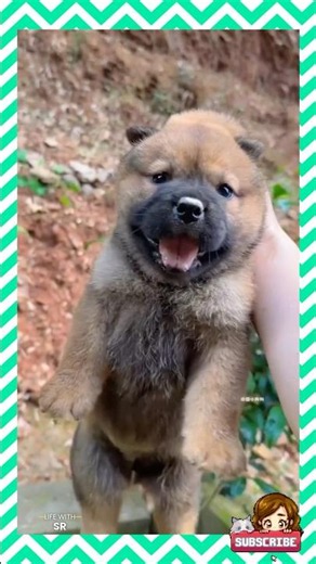 Avana Innaikku Adichu Kollama Vida Matten😂Cute Puppies Fight😍#funny #pets #shorts #kindnessiscool