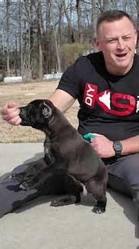 When Should You Start Training a Puppy?