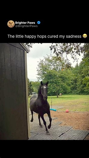Finding your heart horse changes everything ❤️