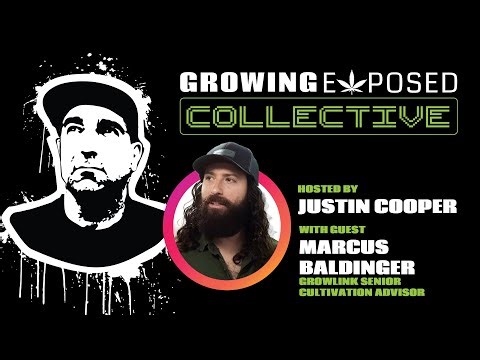 Justin X Marcus Baldinger | Senior Cultivation Advisor of GrowLink
