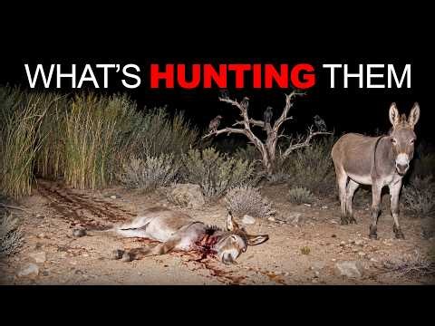 Biologist Finally Found What’s Hunting Burros in Death Valley—And It’s More Dangerous Than You Think