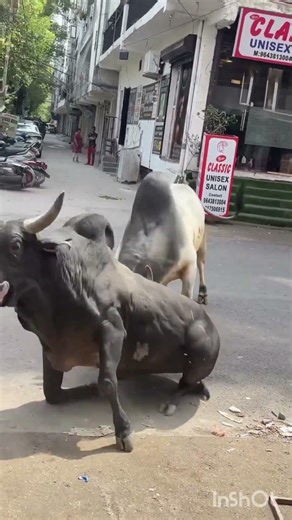 Furious Bull Fight Begins 🐂🔥 | 2 Angry Bulls Clash in a Storm of Power (Part 1) 😱 #bull
