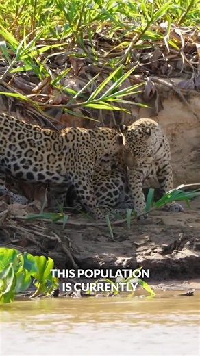 How does a jaguar catch an apex predator like the caiman? | Brave Wilderness