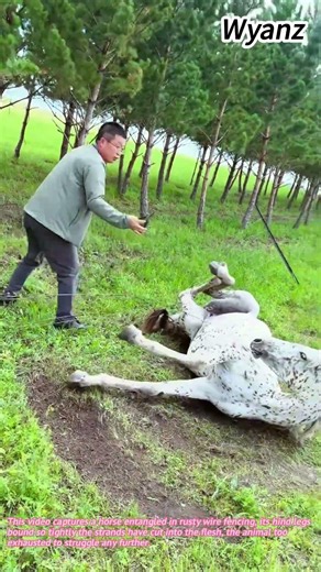 Horse rescue from wire fence saves life 🐴✂