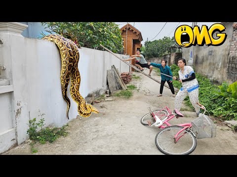 Brave Girl Confronts Giant Python