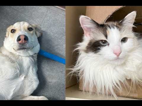 22 pets at Snake River Animal Shelter need a good home