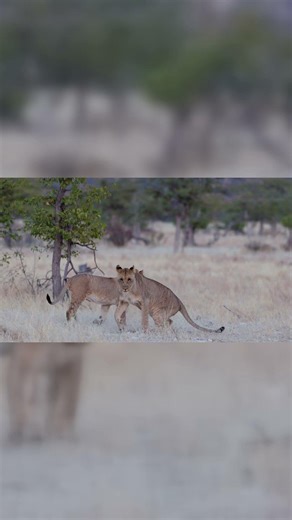 Older Lion Cubs play fighting