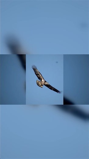 Miracle With Feathers — How Bald Eagles Came Back