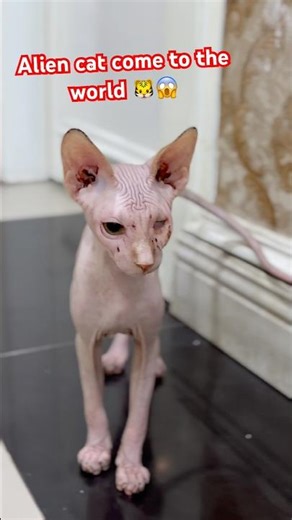 How scary 😱, an alien cat came into my room #cat #cats #catvideos #catshorts #animals