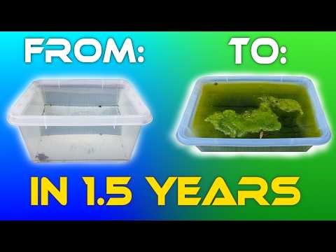 1.5 Years of Aquatic Succession - Leaving Water Outside