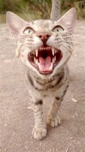 ￼ Wild Cat Video | Jungle Cat Behavior and Sounds 🐱
