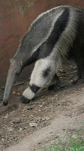 Incredible Anteaters: Insect-Eating Machines of the Wild