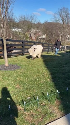 😂😂😂😂 #thebunnieranch | bunnie and jellyroll