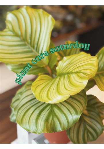 Calathea Orbifolia Care Tips for Happy Plants