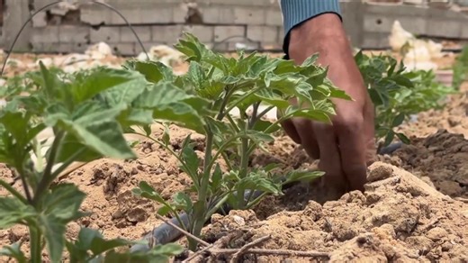 Gaza agriculture devastated: War expands and farmland falls under Israeli control