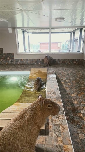 Cutest Capybara Family Ever by the Pool at Angel Valley Farm