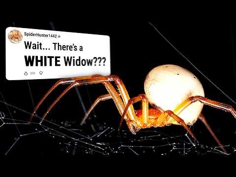 Everything We Know About Widow Spiders