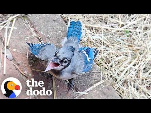 Woman Feeds A Baby Blue Jay Once And Everything Changes | The Dodo