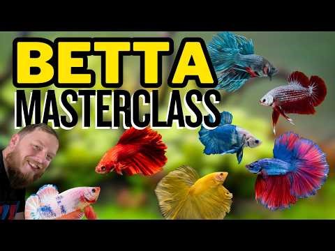 BETTAS: EVERYTHING you need to know! Complete care guide.