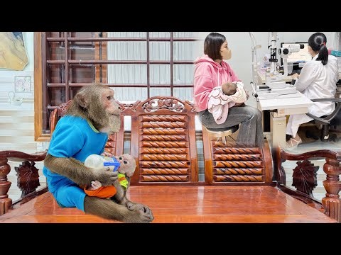 CUTIS Cares for Buem While Parents Take Yen Như to Hospital ❤️🐵 Compilation video