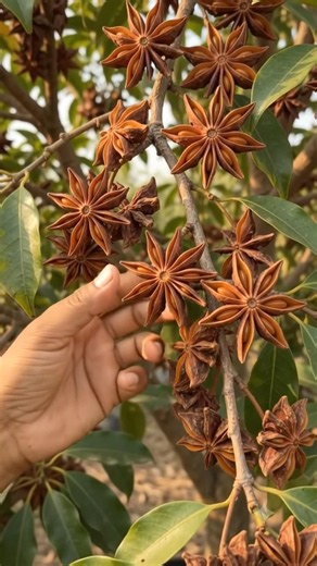 Star Anise | How Star Anise Grows & Amazing Spice Harvest! 🤯 #Shorts#framing#tree#agriculture#viral