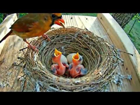 The Secret Life of a Cardinal Family | From Eggs to First Flight