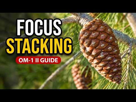 Focus Stacking in Spain 🇪🇸 | Olympus OM-1 Mark II Photography