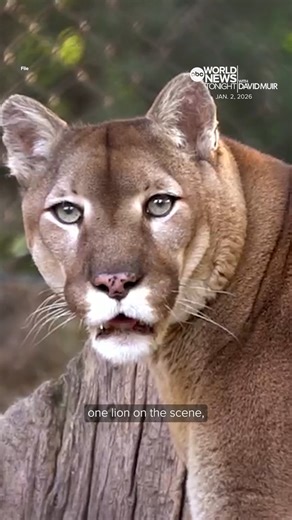 A hiker on a trail in Colorado was killed after a suspected mountain lion attack on New Year’s Day, authorities said. Authorities shot one lion on the scene, euthanized a second one later and are continuing to search for a third. Mary Bruce reports. https://abcnews.go.com/ | ABC World News Tonight with David Muir