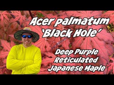 Acer palmatum 'Black Hole' Deep Purple Reticulated VariegatedJapanese Maple Cultivar Highlight