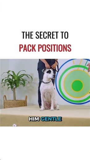 Not all barking is aggression