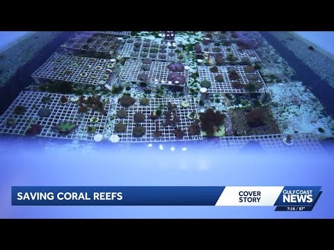 Inside the effort to preserve, restore Florida’s coral reef