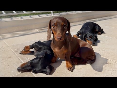 On Holiday with 3 Dachshunds. Swimming Dachshunds.