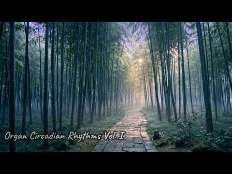 Organ Circadian Rhythms Vol.I : 05:00 - 07:00 Large Intestine | System Cleansing