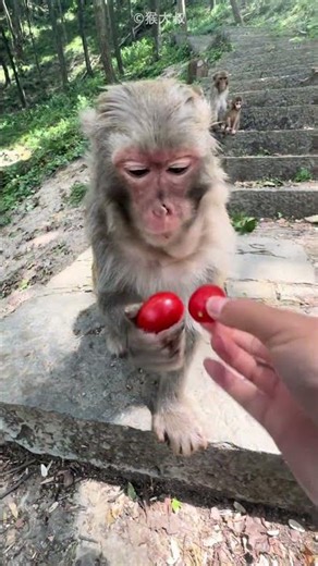 Monkey Got Unlimited Tomato Surprise😍❤️