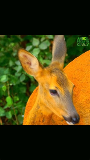 Close Up of a Deer in a Forest #deer #nature #wildlife #forest #animal #landscape