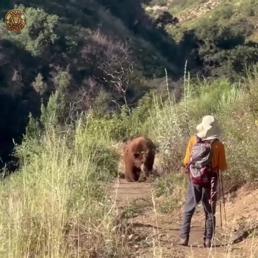 BEAR VS HIKERS CALIFORNIA