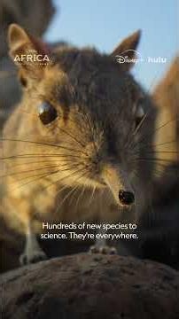 Steve's Story #AfricaEarthsWildHome