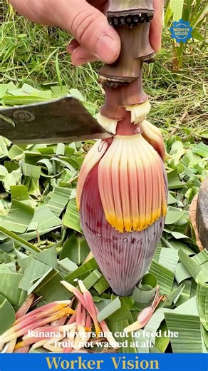 This Simple Cut Decides the Banana Harvest.