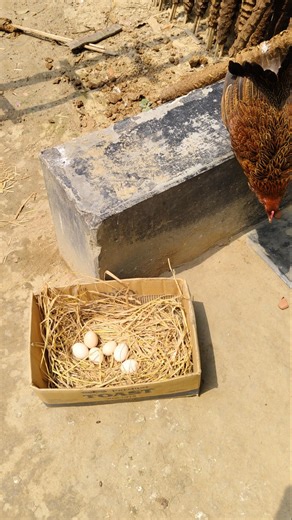 Mother Hen Harvesting Eggs Successfully | Full Nest Process Complete 21 Days
