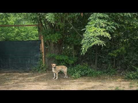 Broken Street Dog with a Shattered Leg Fights through Pain to Find a New Life