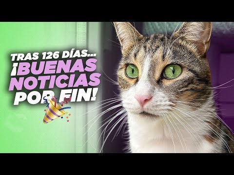 day 126 PIF treatment