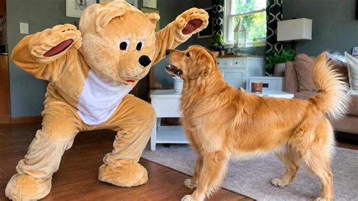 Bear costume vs my brave dog